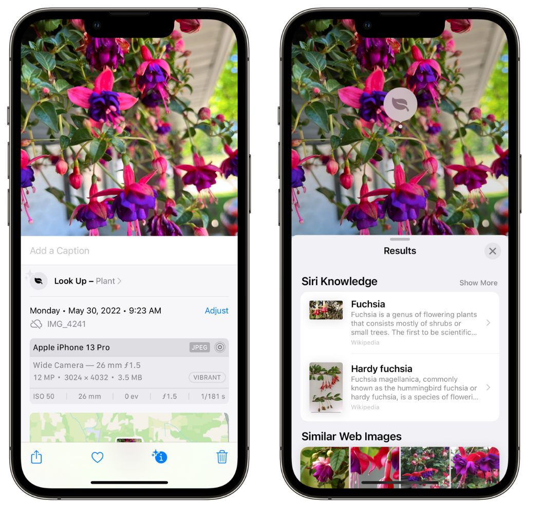 安次苹果手机维修分享小技巧：使用 iPhone 相机识别花卉植物 